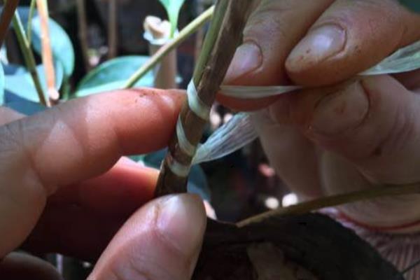 茶花如何养殖,生长适温在15-32℃