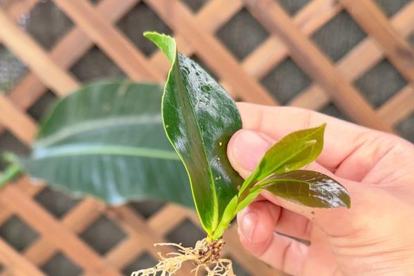 茶花如何养殖,生长适温在15-32℃