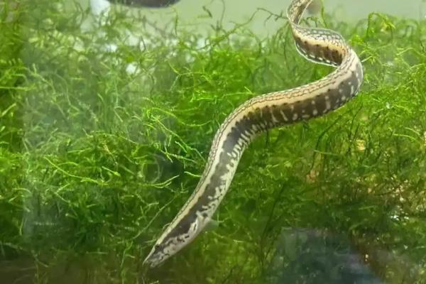 刺鳅鱼养殖几个月能卖，通常养殖10-12个月左右