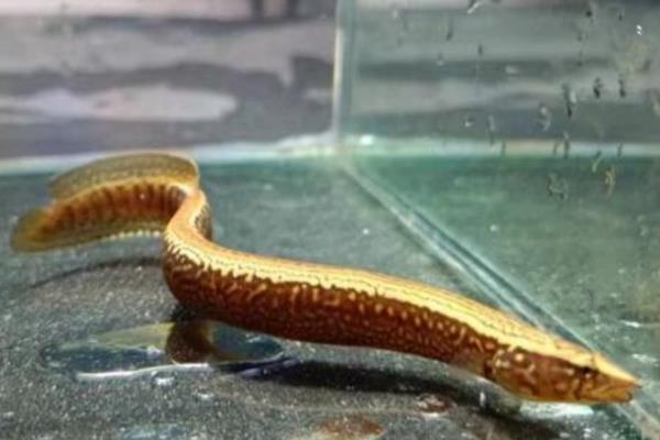 刺鳅鱼养殖几个月能卖，通常养殖10-12个月左右