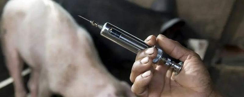猪用针头型号，10-30kg的猪用0.75-1英寸的