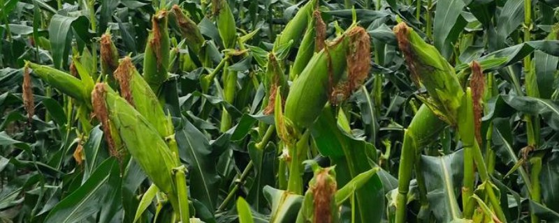 玉米的种植条件，适宜的土壤PH值为5-8