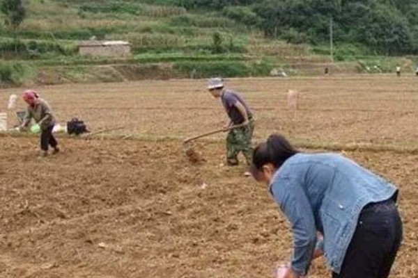 蛇豆怎么种植可以快速出苗，就要对其进行催芽