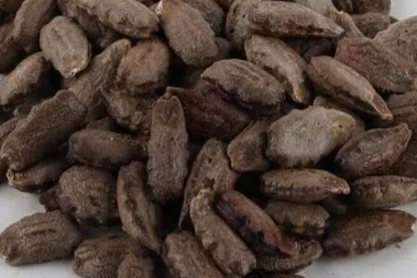 蛇豆怎么种植可以快速出苗，就要对其进行催芽