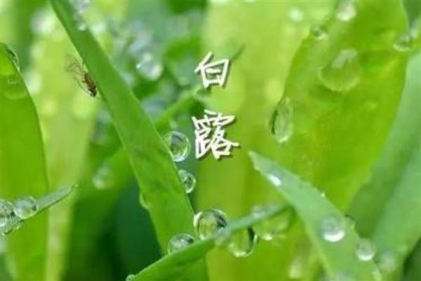 白露节气的含义,指的是炎热的夏天已经彻底告别