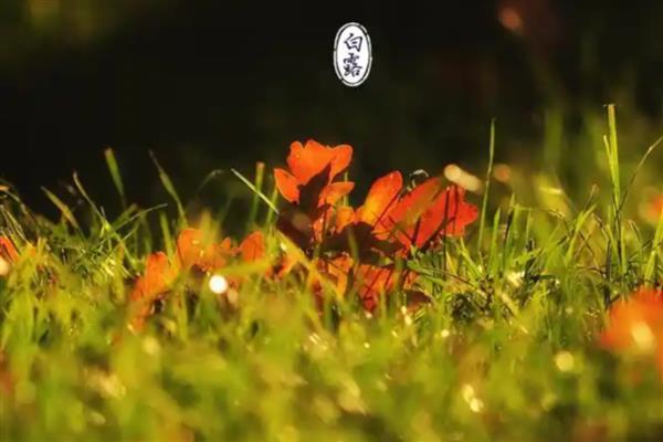 白露节气的含义,指的是炎热的夏天已经彻底告别