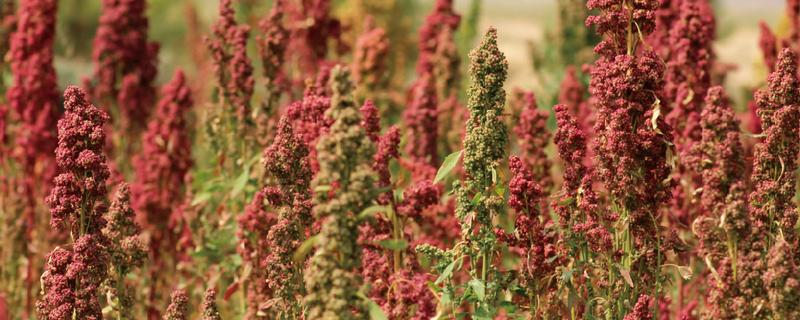 藜麦的种植方法，要注意不可连作