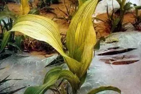 作物缺铜的症状,玉米缺铜会叶片反转