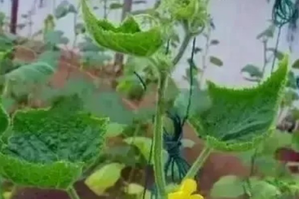 作物缺铜的症状,玉米缺铜会叶片反转