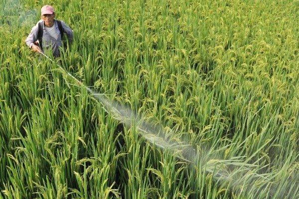 噻虫嗪可以杀什么虫,可以杀管蚜、稻飞虱、线虫等