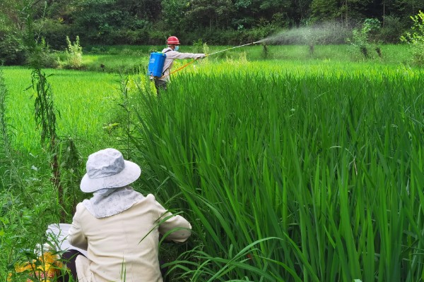 噻虫嗪可以杀什么虫,可以杀管蚜、稻飞虱、线虫等