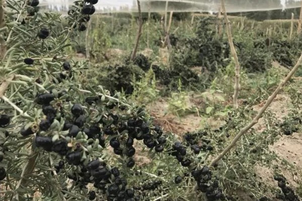 黑枸杞简介,别称墨果枸杞、苏联枸杞等