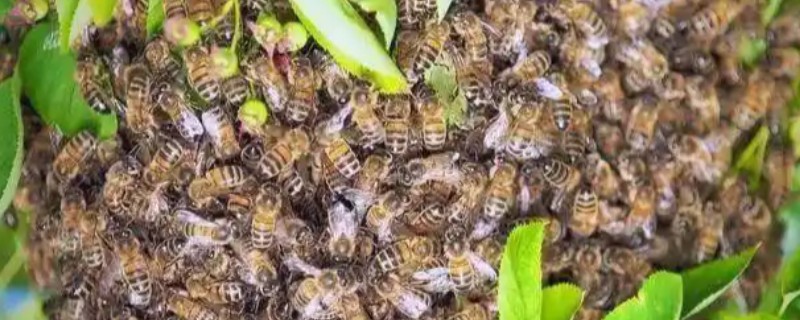 结团的蜜蜂是如何找到蜂王的，完全没有必要去找蜂王