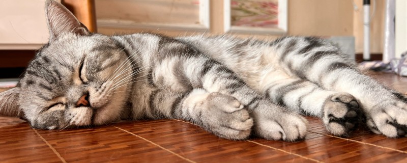 刚养的小猫咪一直叫个不停的原因，可能是害怕所致