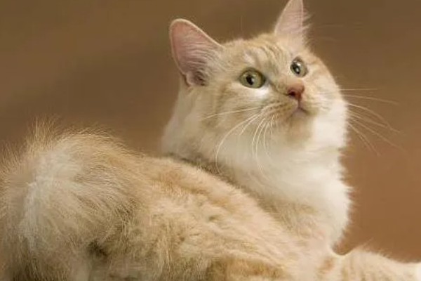 猫咪为什么毛发发黄,寄生虫感染、洗护不当均会引起