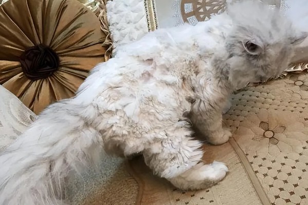 猫咪为什么毛发发黄,寄生虫感染、洗护不当均会引起