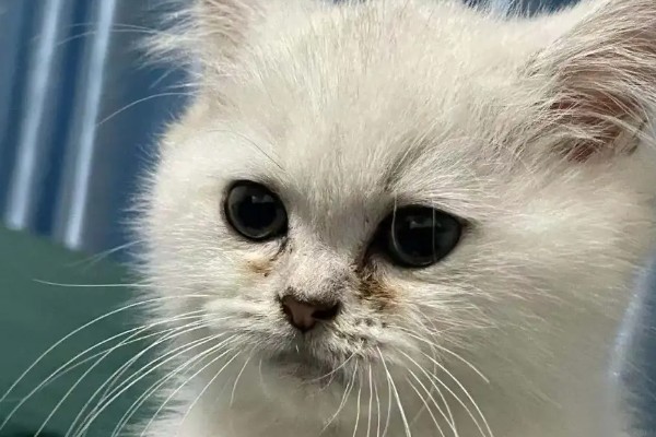 猫咪为什么毛发发黄,寄生虫感染、洗护不当均会引起