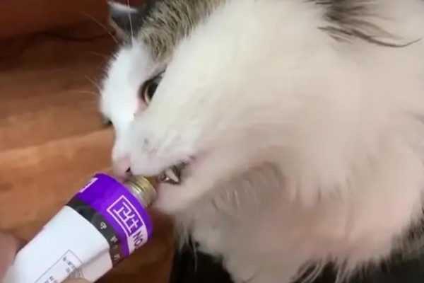 猫咪为什么毛发发黄,寄生虫感染、洗护不当均会引起