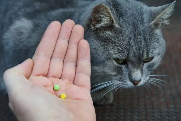 猫咪为什么毛发发黄,寄生虫感染、洗护不当均会引起