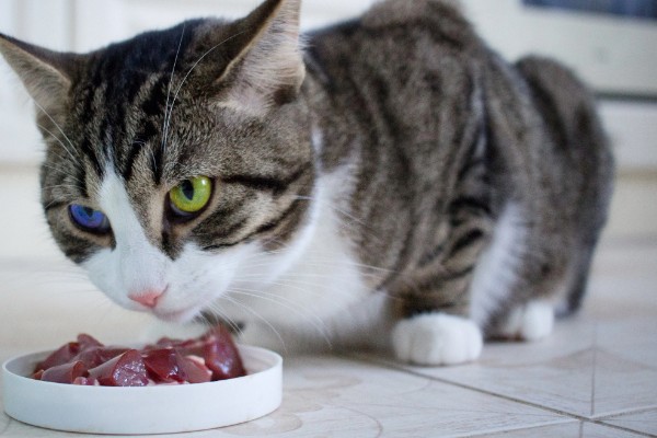猫咪为什么毛发发黄,寄生虫感染、洗护不当均会引起