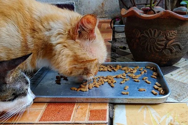 猫咪为什么毛发发黄,寄生虫感染、洗护不当均会引起