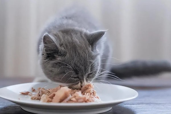 猫咪为什么毛发发黄,寄生虫感染、洗护不当均会引起
