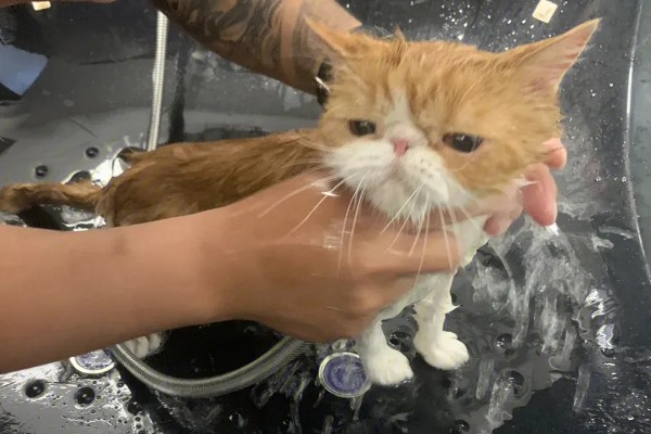 猫咪为什么毛发发黄,寄生虫感染、洗护不当均会引起
