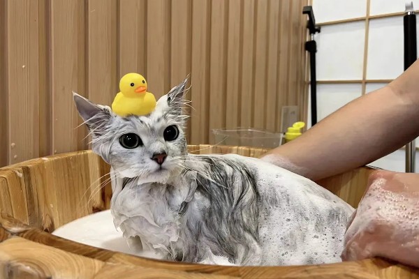 猫咪为什么毛发发黄,寄生虫感染、洗护不当均会引起