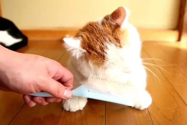 猫咪为什么毛发发黄,寄生虫感染、洗护不当均会引起