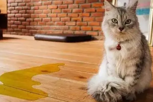猫咪为什么毛发发黄,寄生虫感染、洗护不当均会引起