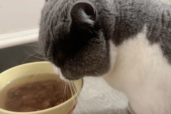 猫咪为什么毛发发黄,寄生虫感染、洗护不当均会引起