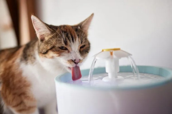 猫咪为什么毛发发黄,寄生虫感染、洗护不当均会引起
