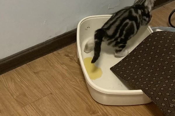 猫咪为什么毛发发黄,寄生虫感染、洗护不当均会引起