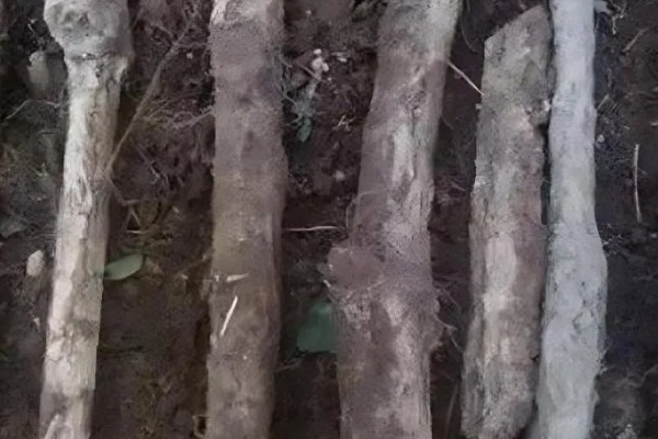 天麻的栽培技术,通常选择阳坡进行种植