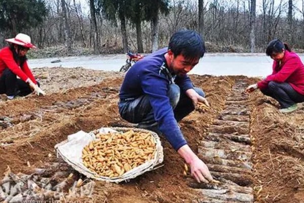 天麻的栽培技术,通常选择阳坡进行种植