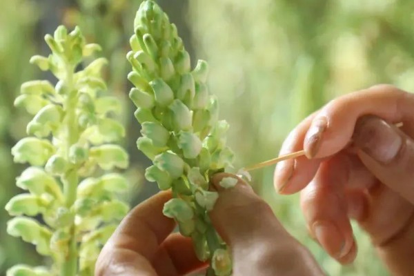 天麻的栽培技术,通常选择阳坡进行种植