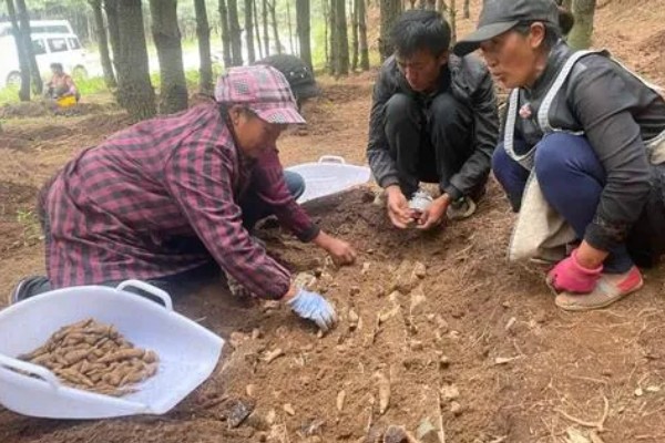 天麻的栽培技术,通常选择阳坡进行种植