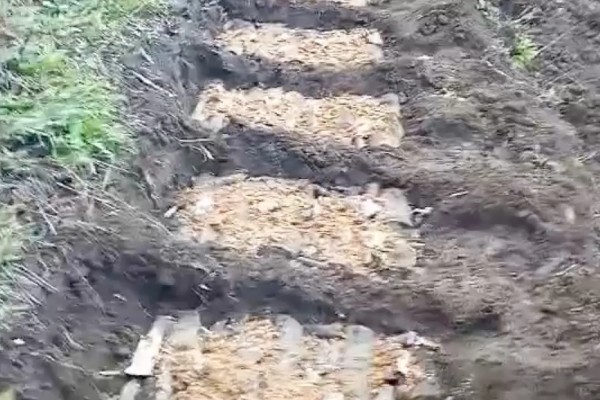 天麻的栽培技术,通常选择阳坡进行种植