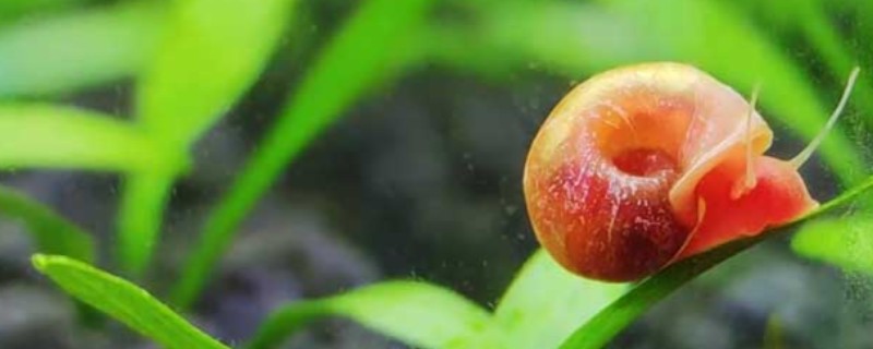 苹果螺的繁殖间隔，环境适宜时1个月内可以多次繁殖