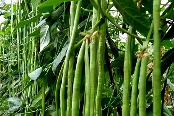 豇豆怎么种植,每个坑内播种2-3粒