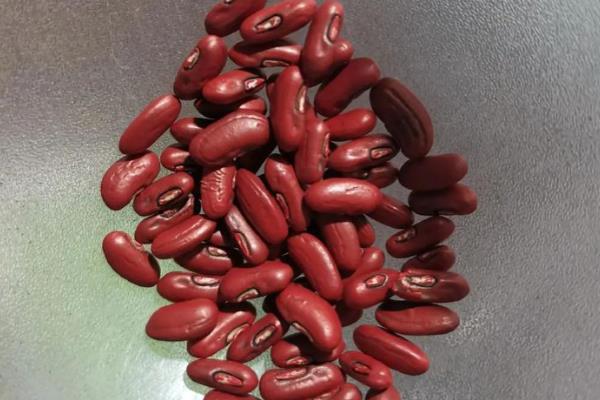 豇豆怎么种植,每个坑内播种2-3粒