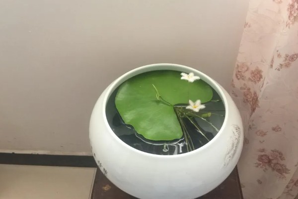一叶莲怎么水培，种植期间需要适当见光