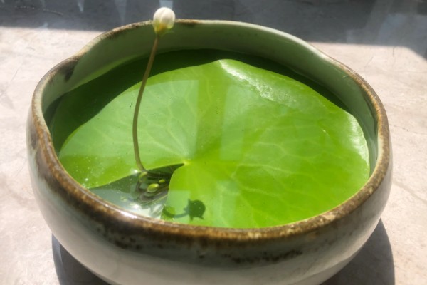 一叶莲怎么水培，种植期间需要适当见光