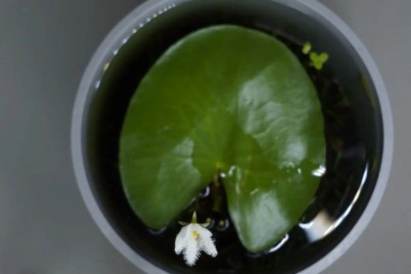 一叶莲怎么水培，种植期间需要适当见光