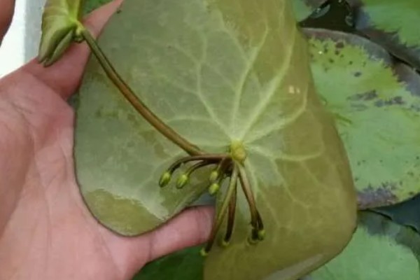 一叶莲怎么水培，种植期间需要适当见光