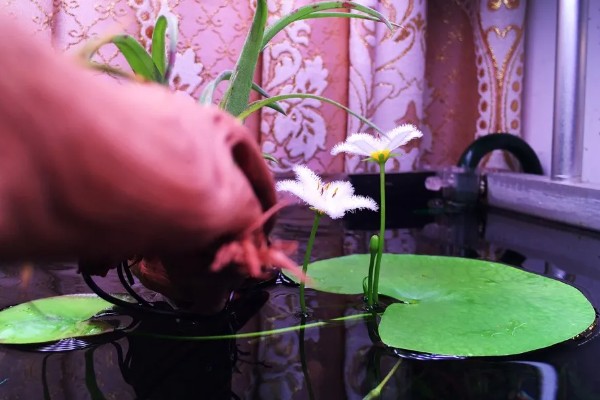 一叶莲怎么水培，种植期间需要适当见光