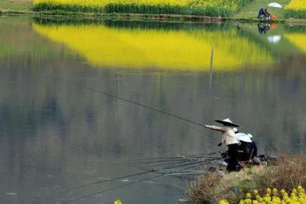 春天能钓什么鱼,能钓鲫鱼、鲤鱼等