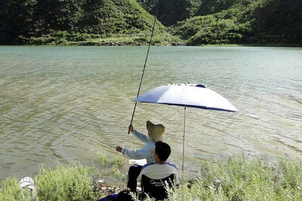 春天能钓什么鱼,能钓鲫鱼、鲤鱼等