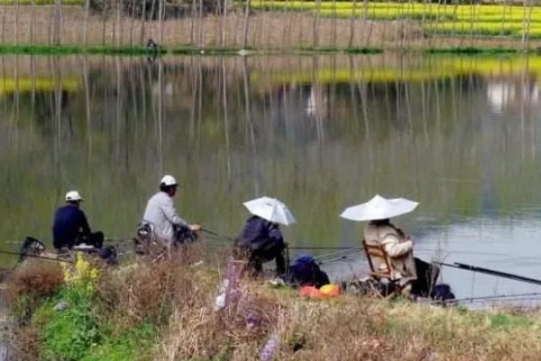春天能钓什么鱼,能钓鲫鱼、鲤鱼等