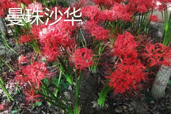 彼岸花有几种颜色，有3种颜色
